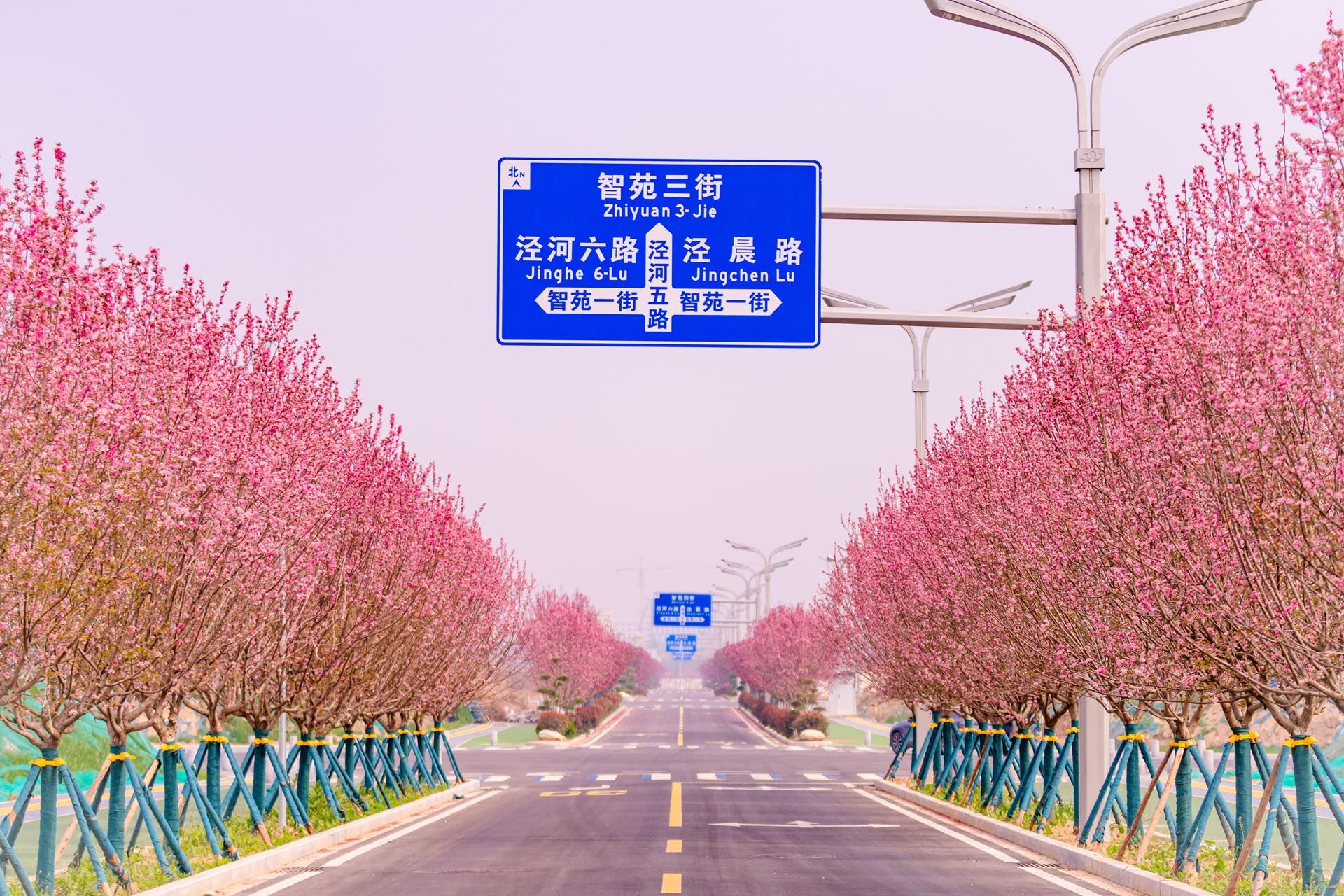 “一路一花， 一街一景” 泾河新城示范道路绿化景观项目