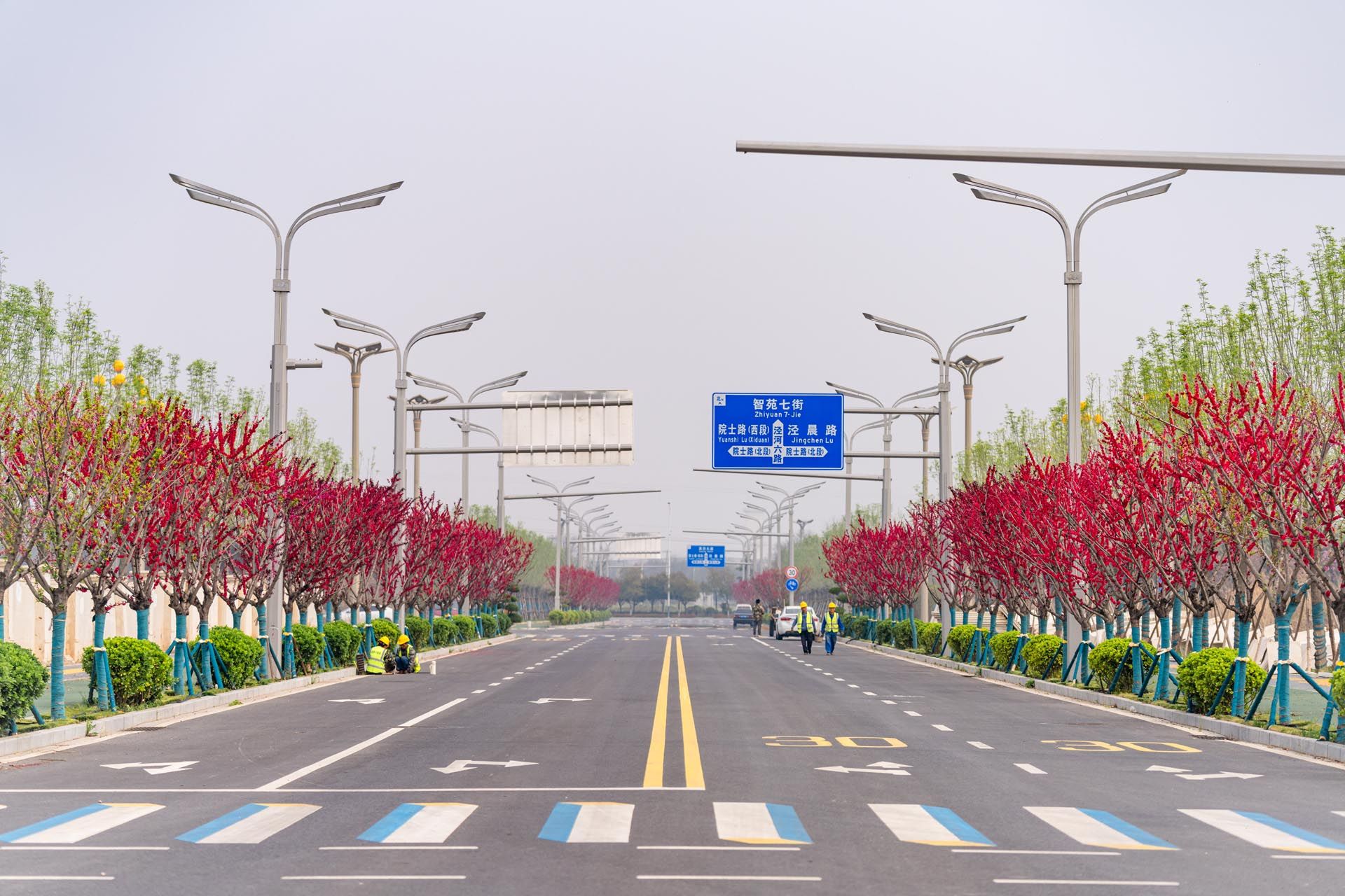 “一路一花， 一街一景” 泾河新城示范道路绿化景观项目