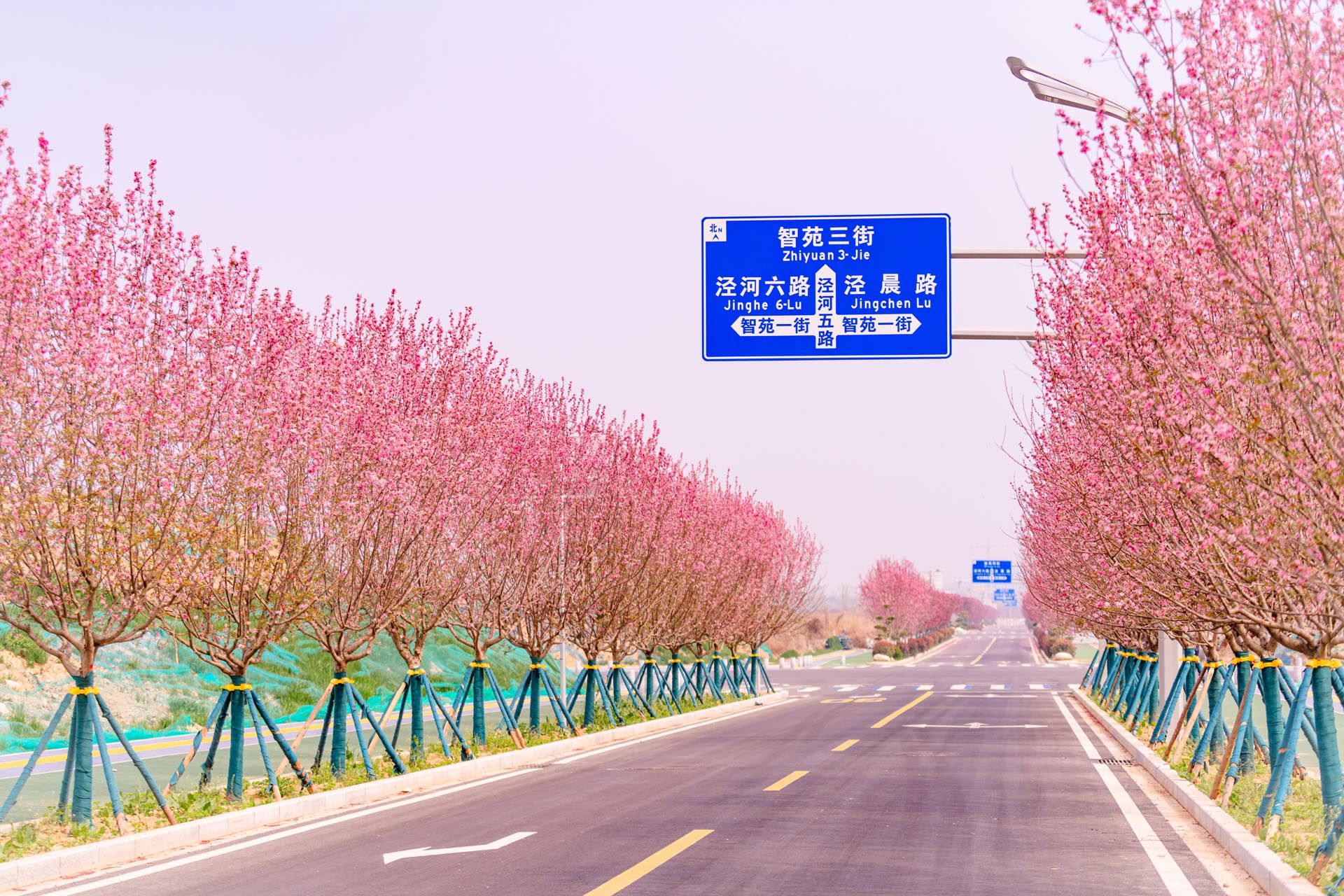 “一路一花， 一街一景” 泾河新城示范道路绿化景观项目