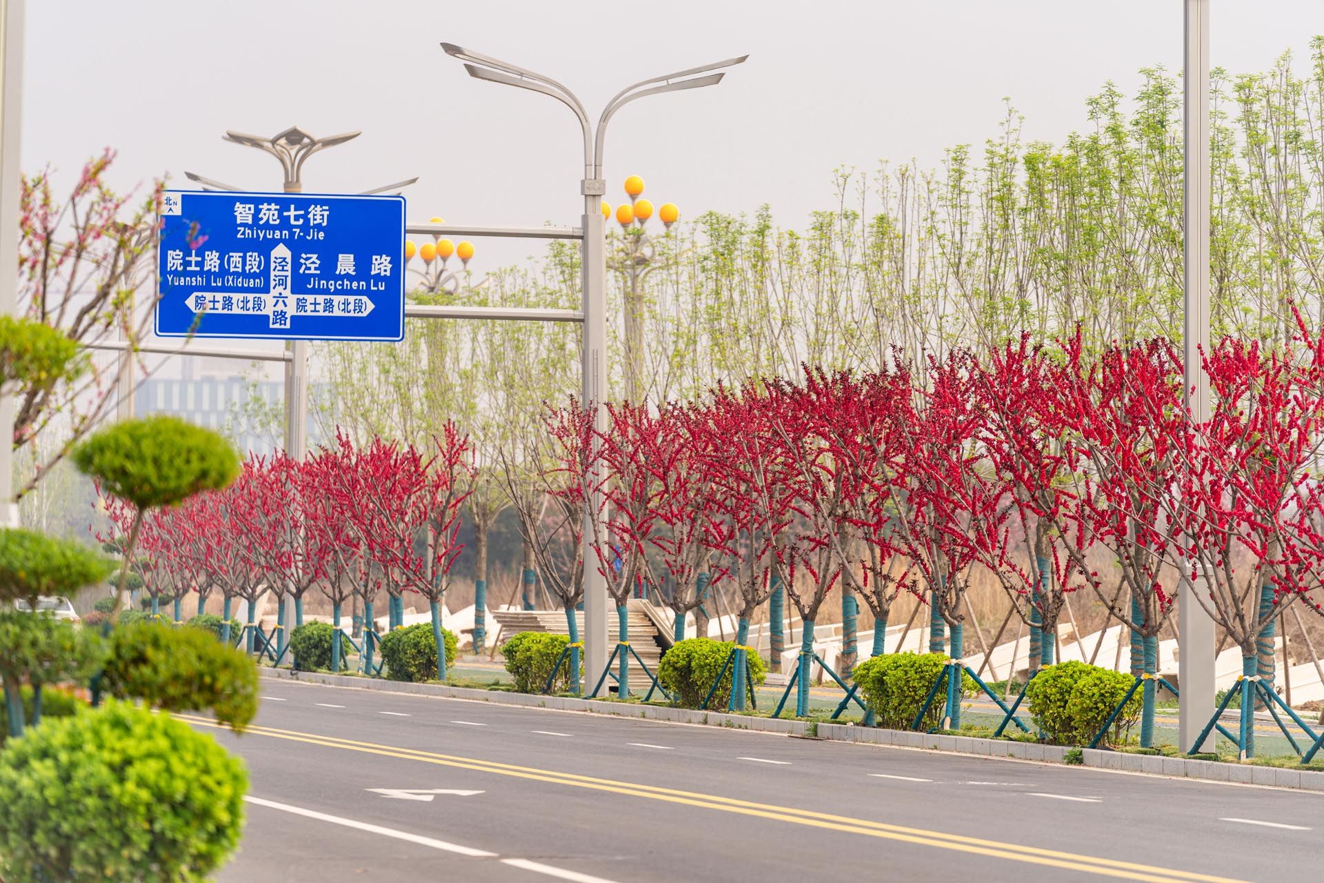 “一路一花， 一街一景” 泾河新城示范道路绿化景观项目