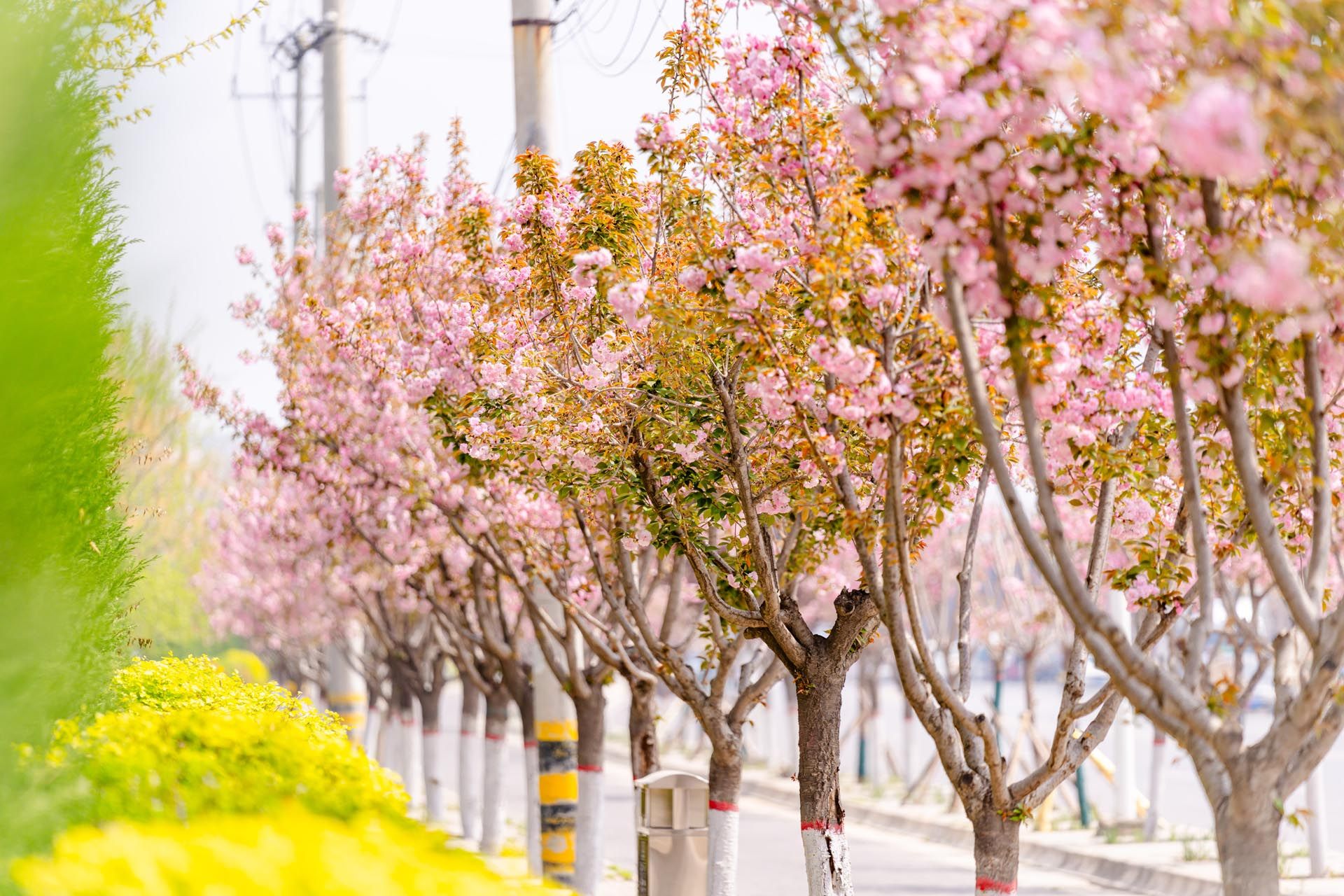 “一路一花， 一街一景” 泾河新城示范道路绿化景观项目