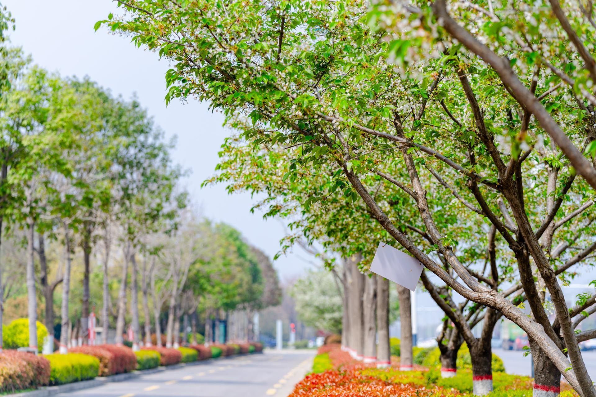 “一路一花， 一街一景” 泾河新城示范道路绿化景观项目