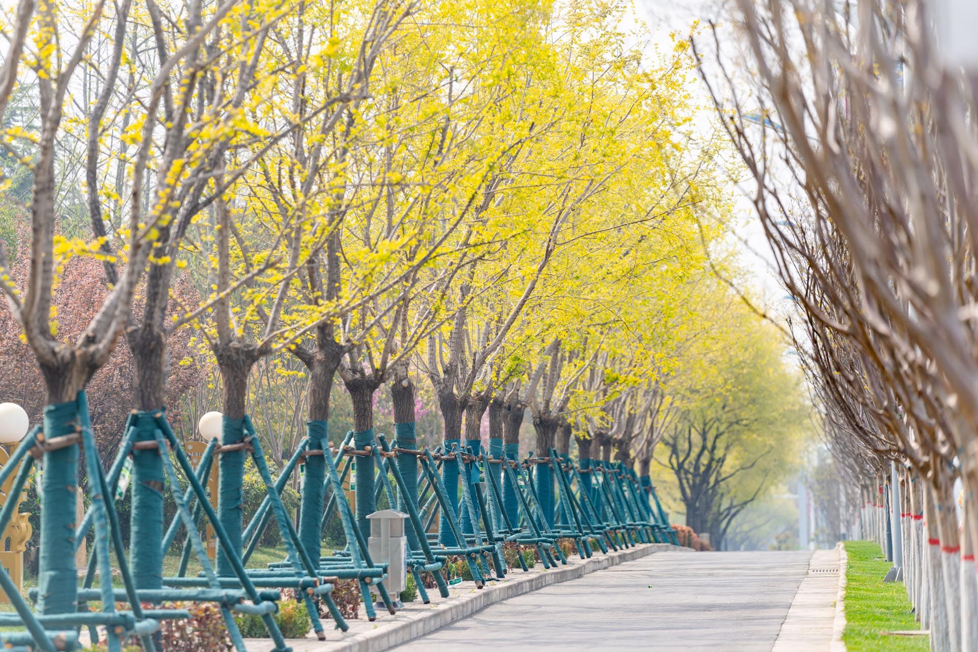 “一路一花， 一街一景” 泾河新城示范道路绿化景观项目