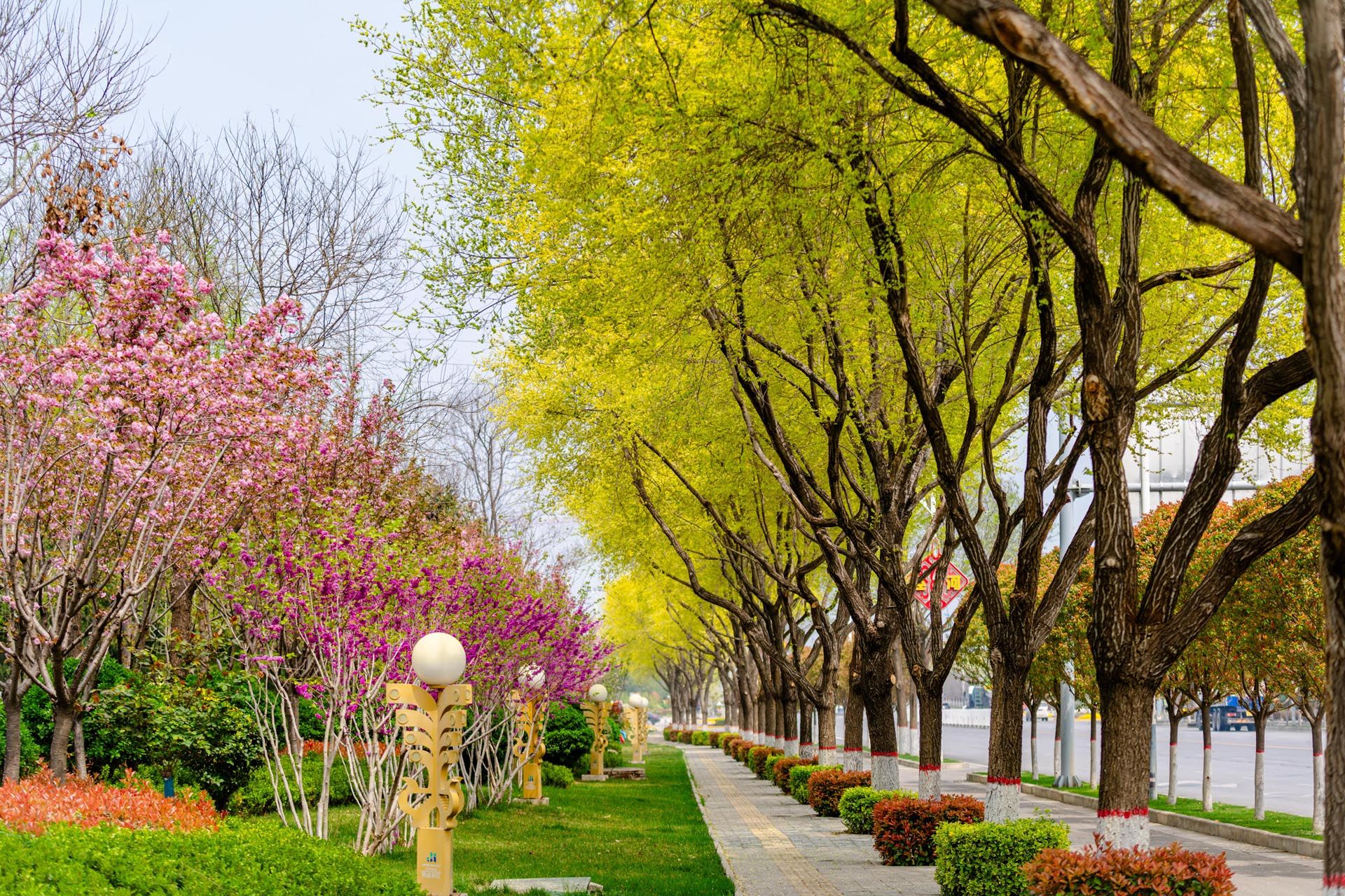 “一路一花， 一街一景” 泾河新城示范道路绿化景观项目